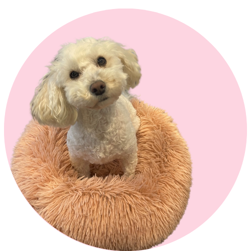 a small white poodle on a pink cushion